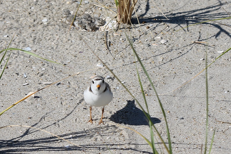 A piping plover standing in front of a nest filled with newly hatched chicks