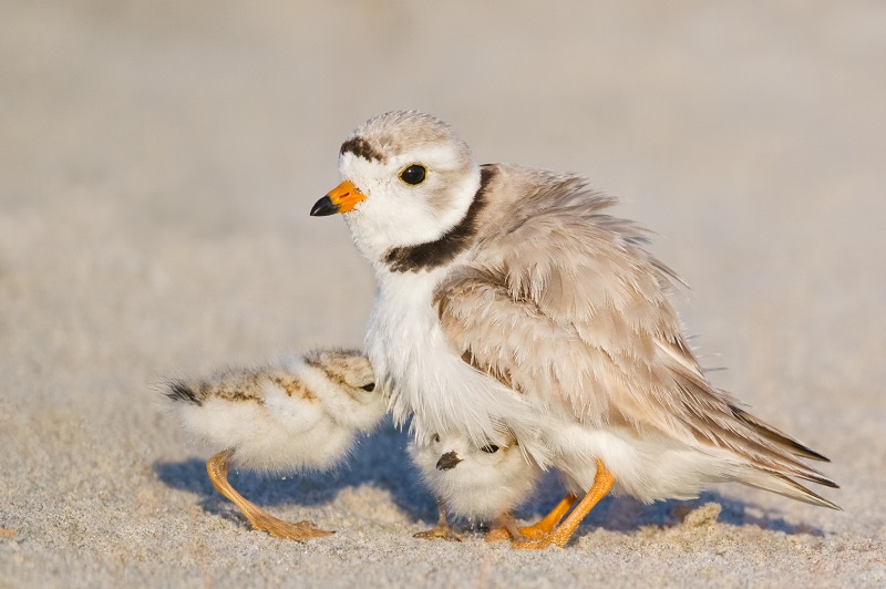 An adult piping plover with its chicks