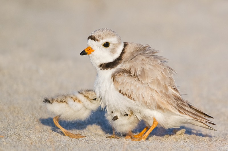 Piping Plovers Wildlifenyc