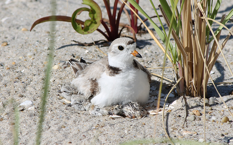 A brooding piping plover
