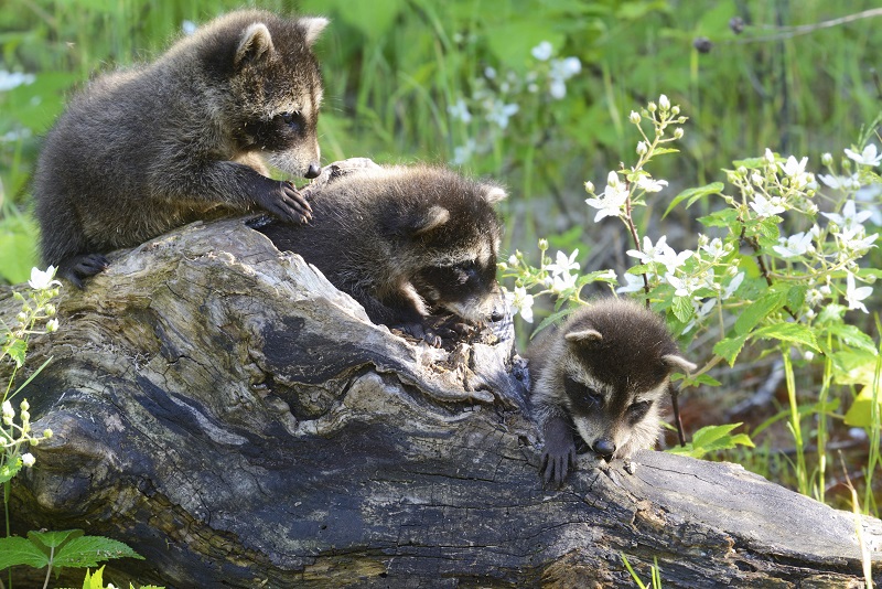 Three baby racoons
