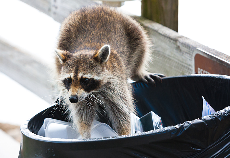 Raccoon digging in a garbage can