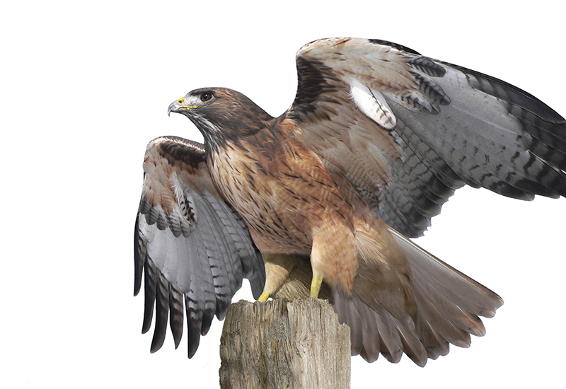 A red-tailed hawk preparing to take flight