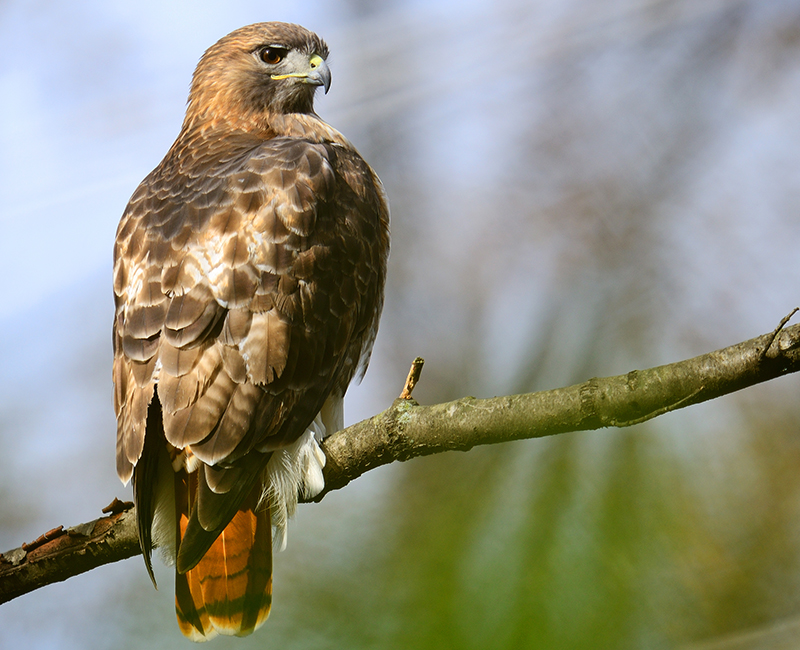 A red-tailed hawk perched on a tree, searching for prey