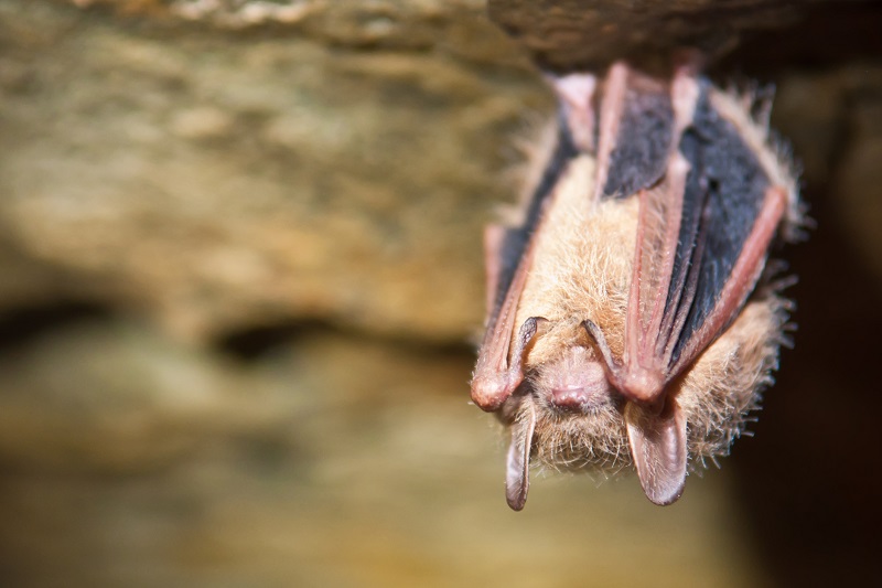 A tri-colored bat (Perimyotis subflavus), formerly referred to as an 