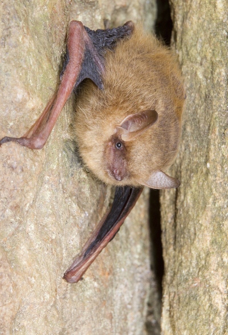 A tri-colored bat resting