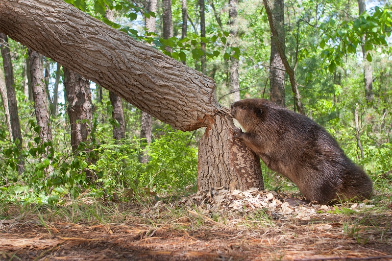 A beaver cutting down a tree