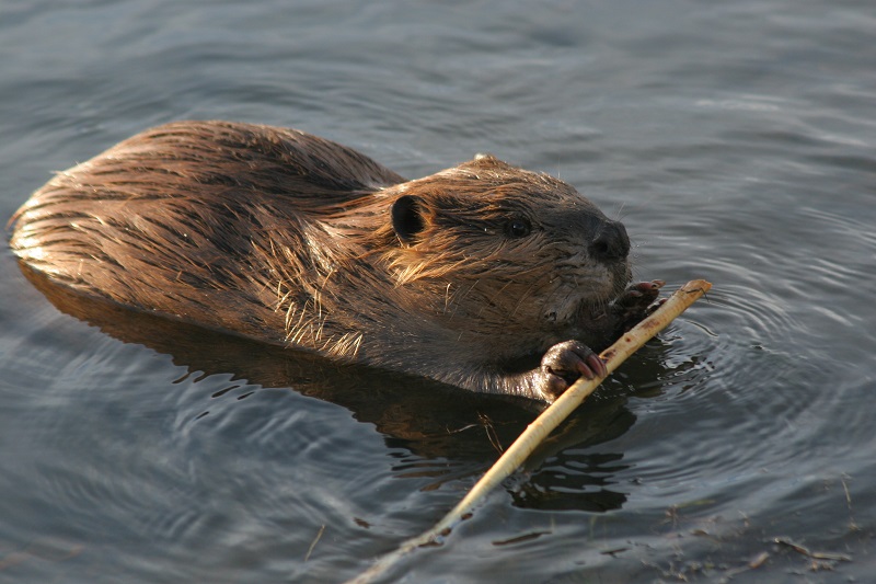 A beaver with a stick