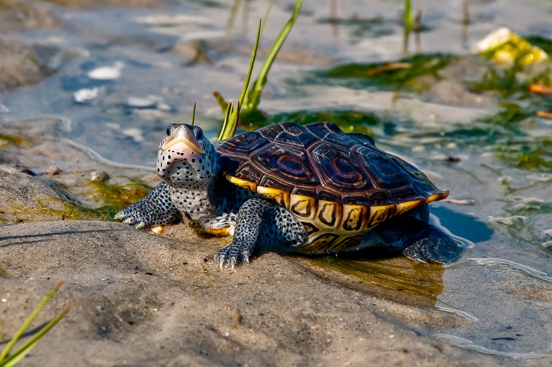 A diamondback terrapin resting on a shoreline.