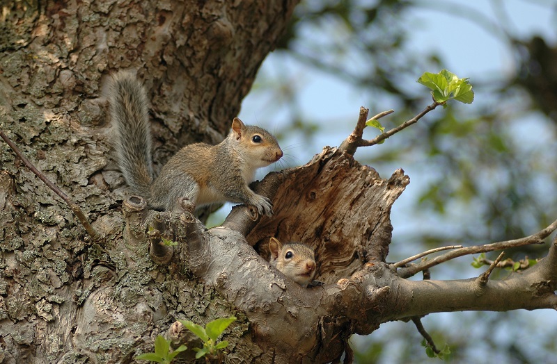 gray squirrel breeding