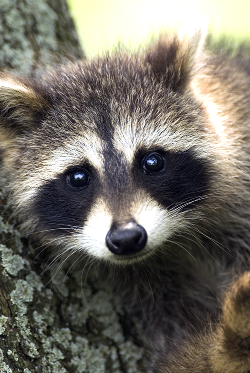 Racoon resting on a tree