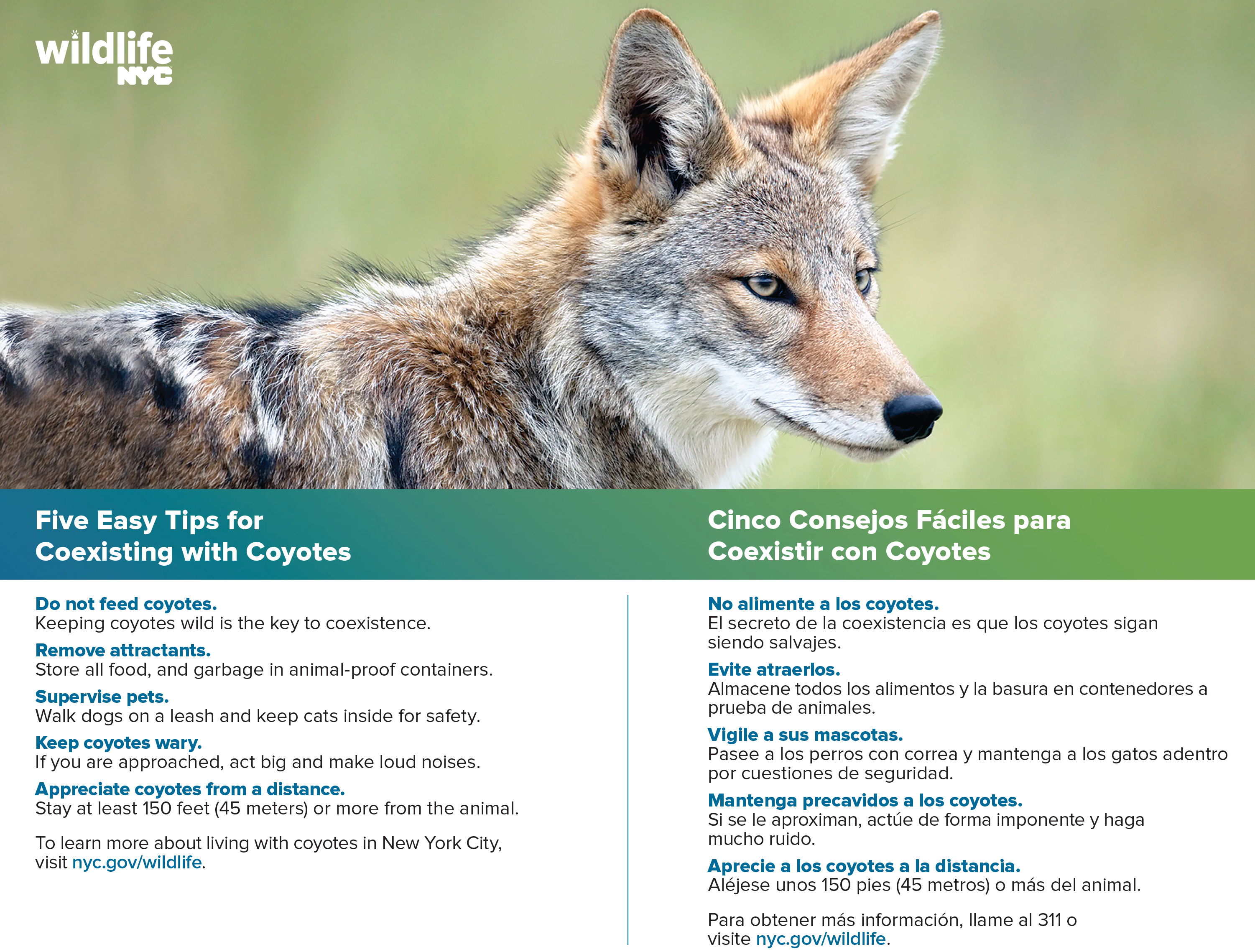 Coyote Palm Card