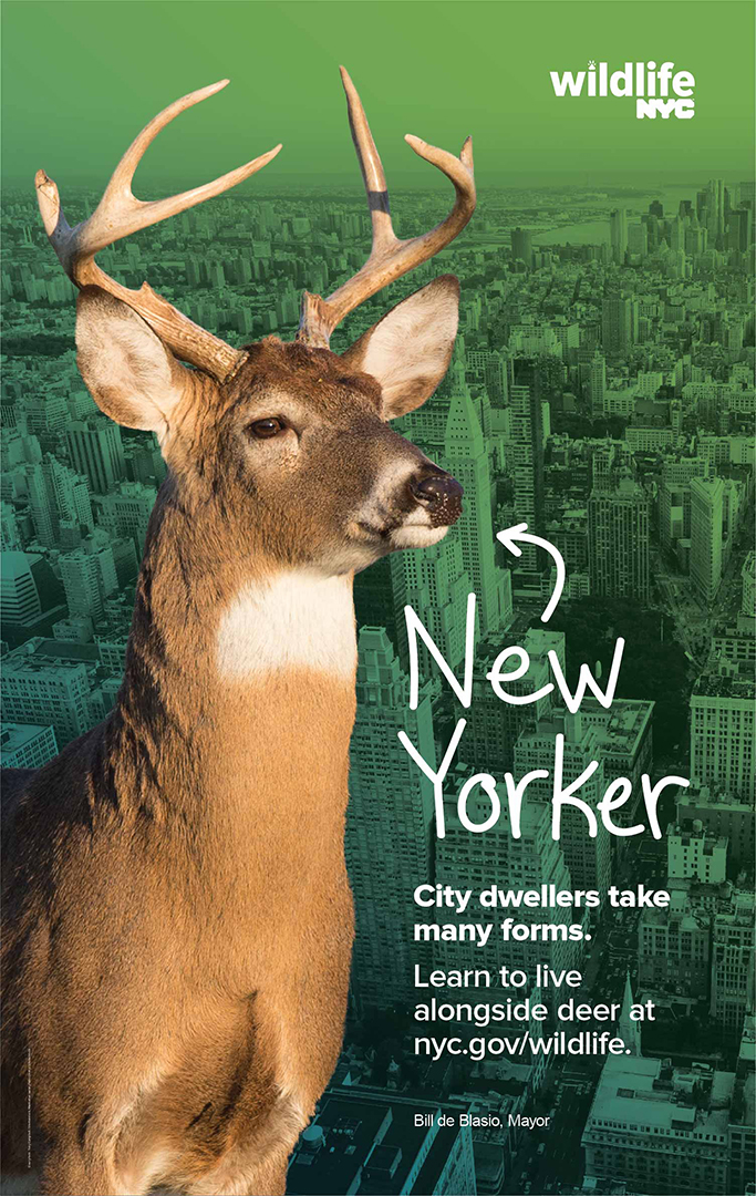 Staten Island Ferry Placard, deer in front of city skyline with text that says City dwellers take many forms. Learn to live alongside deer at nyc.gov/wildlife.