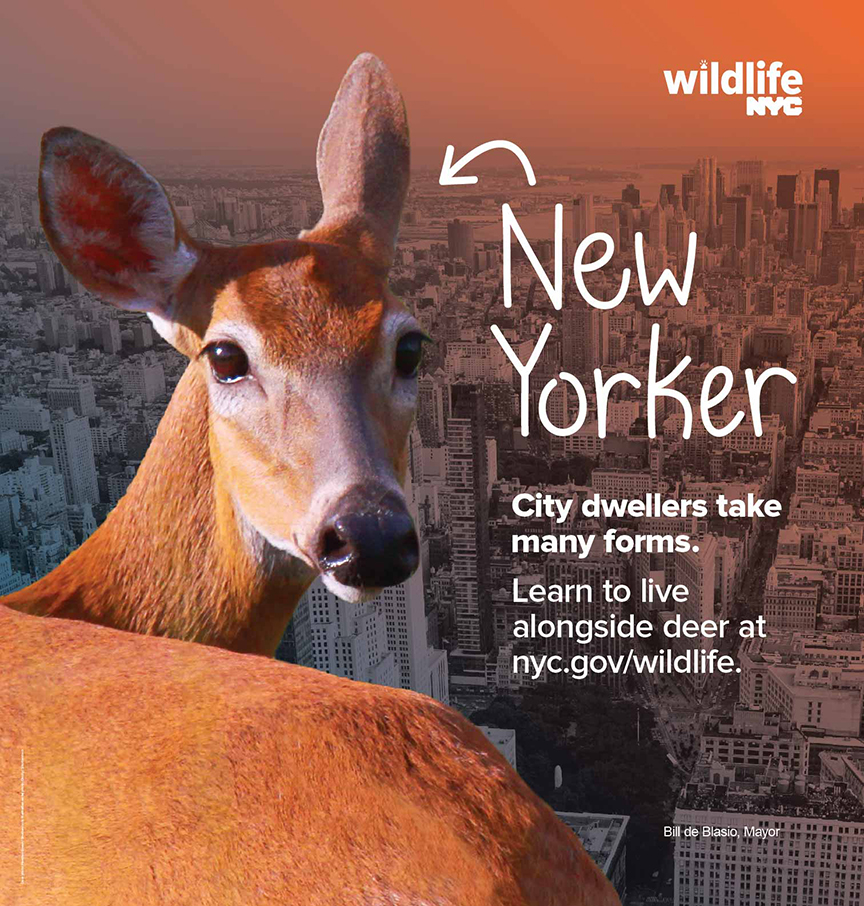 Subway Card A, deer in front of city skyline with text that says learn to live alongside deer at nyc.gov/wildlife.