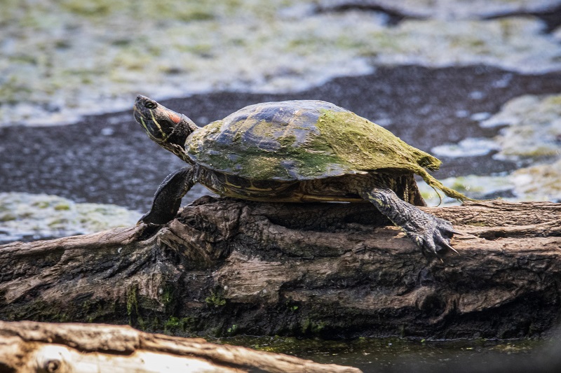 A red-eared slider sunbathing on a rock.