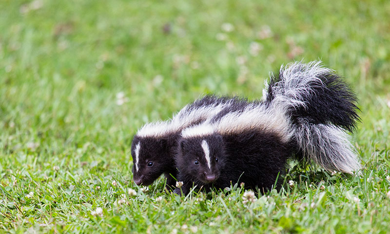 Two young striped skunks walking together.