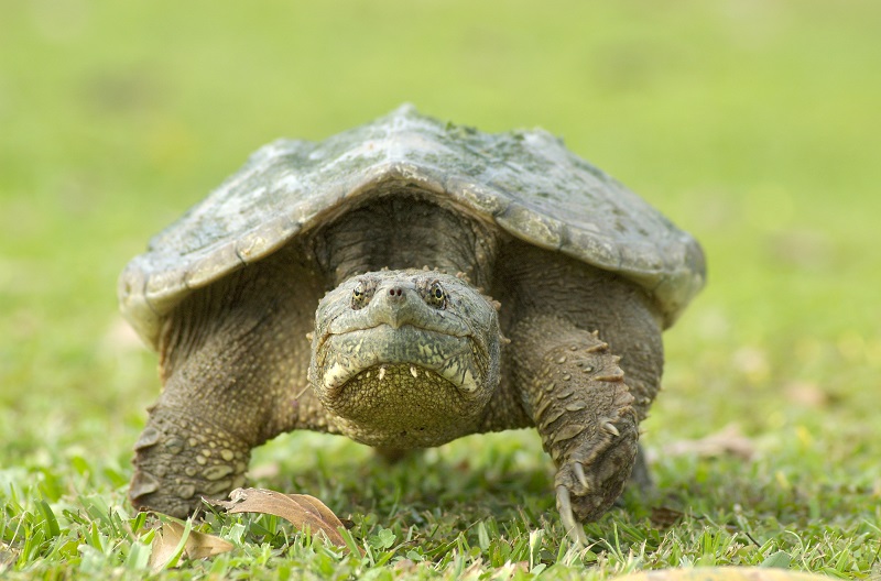 A snapping turtle walking.