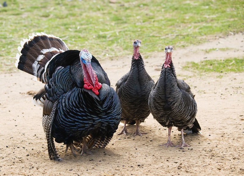 Wild Turkey Identification, All About Birds, Cornell Lab of Ornithology