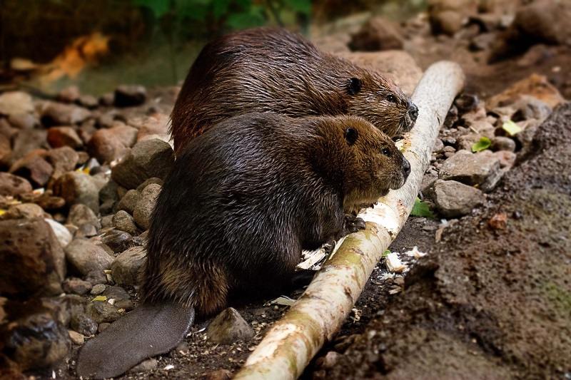 Two beavers chewing on wood.