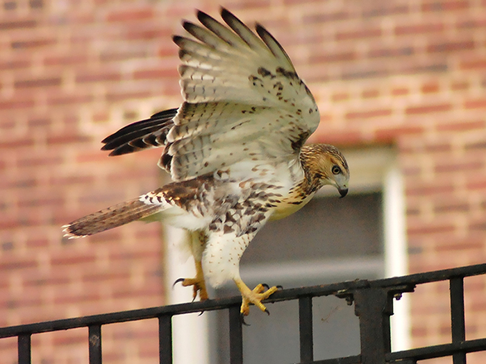 this photo shows a side profile of a red tailed hawk. The hawk is standing on a fence with its wings up and its head looking down. The hawk is pictured in front of a brick building.