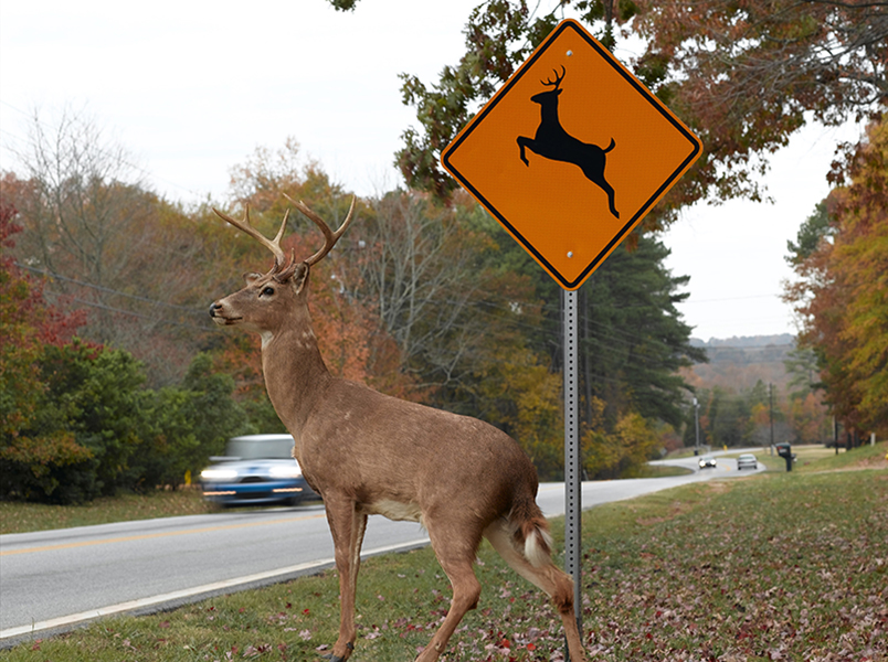 Driving in the Wild: Protecting Yourself and Wildlife - The impact of vehicle collisions on wildlife populations