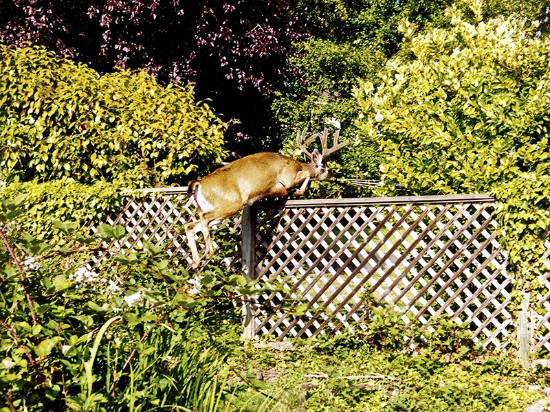 This photo shows a male deer hopping over a high wooden fence in to a yard. The area surrounding the fence is covered in plants and above the fence you can see two trees and a clothesline.