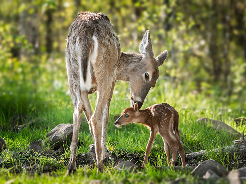 this photo shows a female deer and her fawn with a forest background behind them. The mother is smelling the fawn and the fawn is looking in to the 