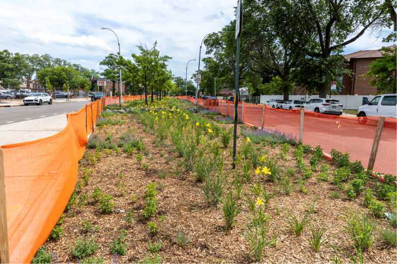 an area of newly planted Greens, surrounded by nets protection