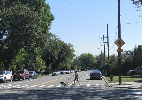 Pedestrian and dog in crosswalk on 3rd Ave at Whitestone Expressway Service Rd on Whitestone, Queens