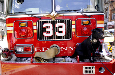 TSA Explosives Detection Canine Named to Honor Firefighter Killed on 9/11