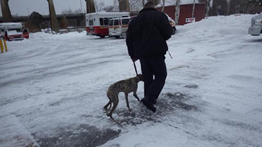 Lt. Dave Kelly with Burt, the Whippet dog, soon after he was captured at the Fire Academy.