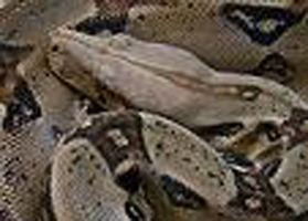 Snake_bite
