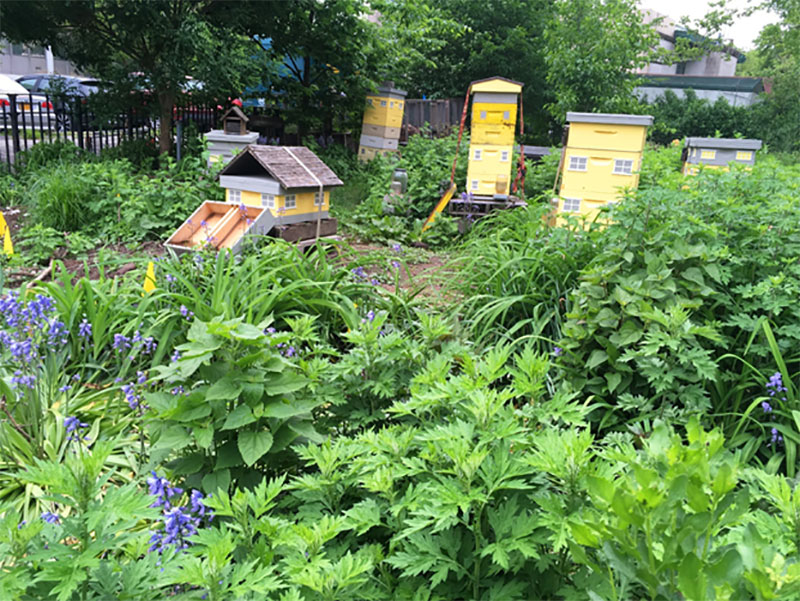 Beehives in Battery Park, Manhattan. Image courtesy of NYC Department of City Planning.