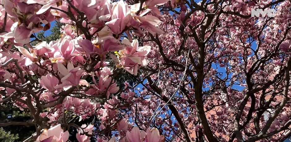 Photo of pink flowering tree