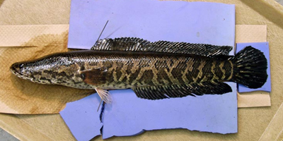 northern snake head fish