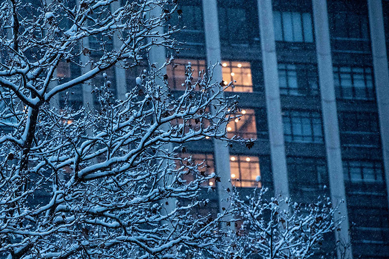 Snow covered tree in front of an apartment building