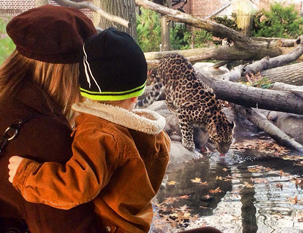Photo of Leopard at the Staten Island Zoo
                                           