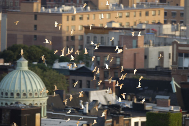 Birds flying through the City