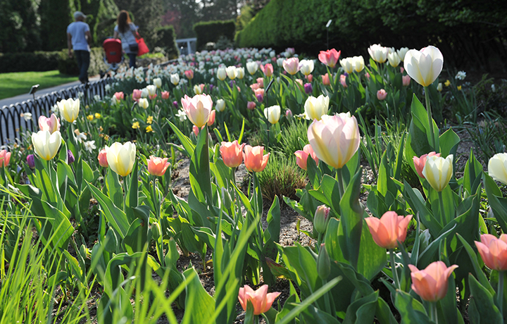 Pink and White Tulips in New York Botanical Garden
                                           