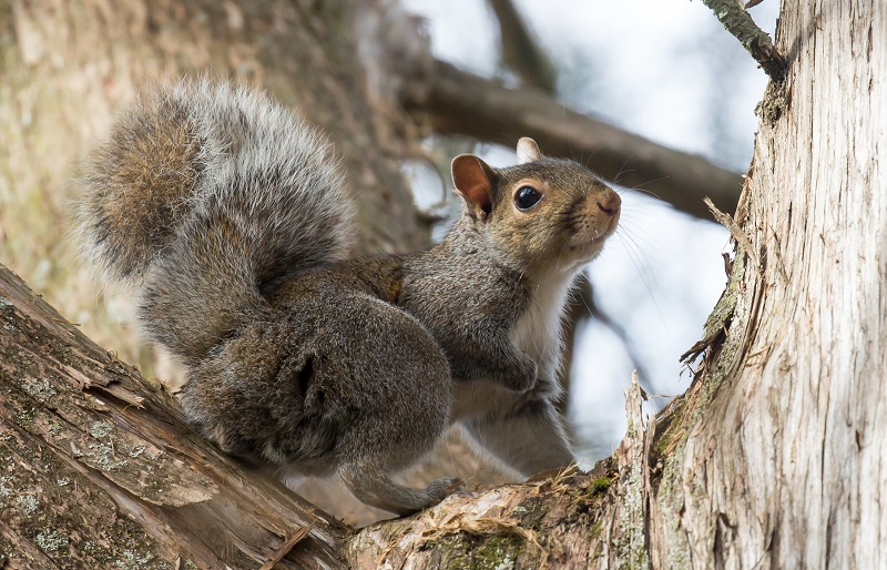 An eastern gray squirrel in a tree