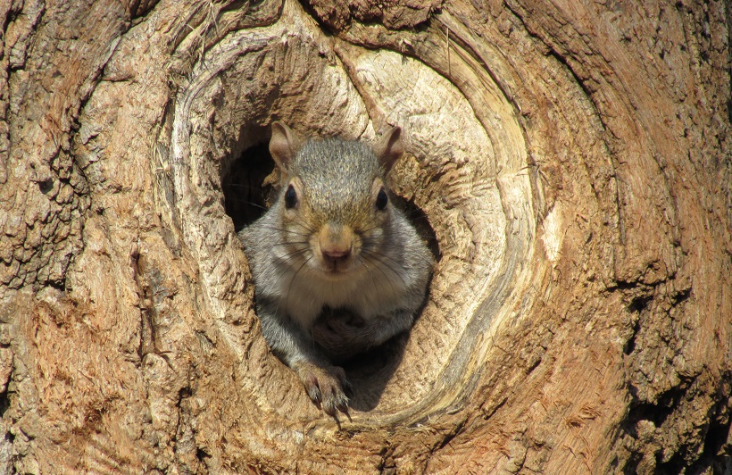An eastern gray squirrel in a tree