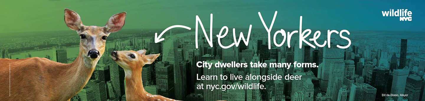 Subway Card B, image of two deer in front of an NYC skyline with text that says City dwellers take many forms. Learn to live alongside deer at nyc.gov/wildlife