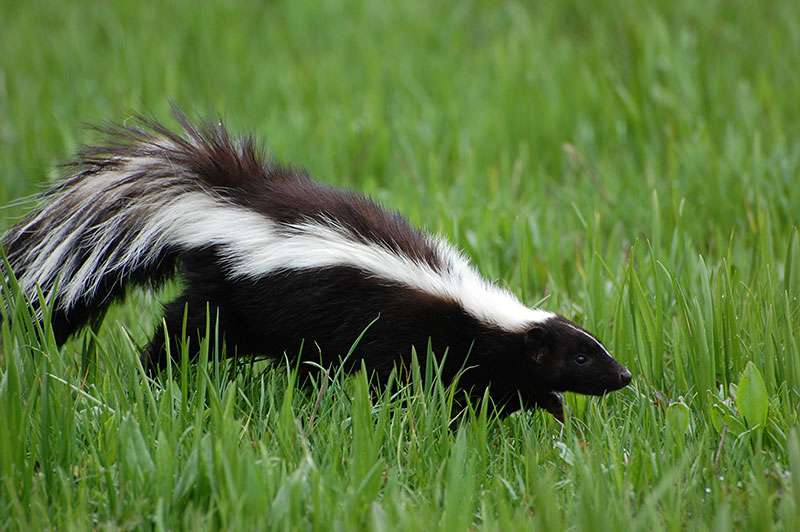 A striped skunk walking across a grassy area.
